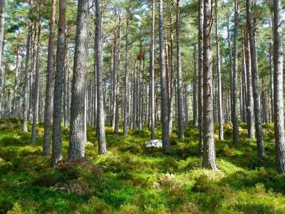 hvad kan man gøre for miljøet? - Gode tips!