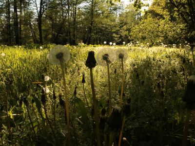 Hvad er CO2-neutral? Sådan bliver du CO2-neutral